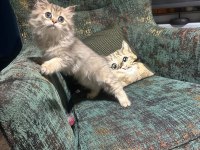 Golden british longhair