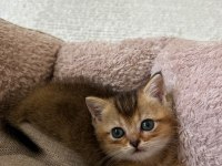 British Shorthair Golden Ny12 Ve Silver Point Mükemmel Yavru
