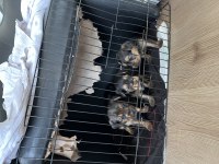 3 haftalık yorkshire terrier