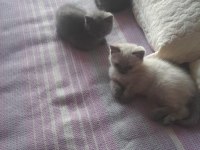 3 tane birbirinden güzel yavru kediler