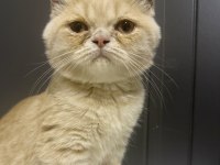 3 Aylık British Shorthair Kedimiz