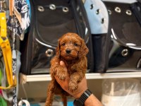 Toy poodle yavrularımız