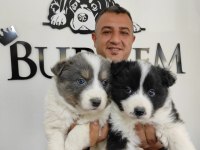 a kalitede border collie yavruları