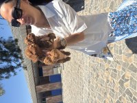Toy ve kore poodle yavrularım sağlık ve ırk
