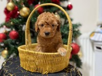 Toy poodle yavrular