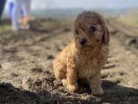 Toy poodle dişi erkek