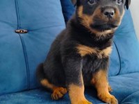SAF MACAR ROTTWEİLER