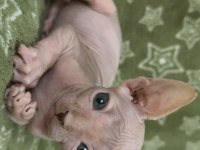 Naked Beauty Sphynx Cattery