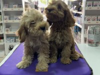 Maltipoo yavrularımız yuvalarını bekliyor