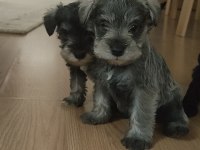 Muhteşem schnauzer yavrular