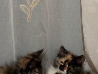 Kırma İran cinsi ücretsiz sahiplendirilecektir