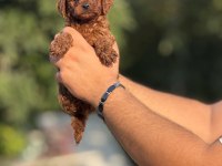 AŞILI ÇİŞ EĞİTİMLİ BÜYÜMEYEN TOY POODLE BEBEKLER
