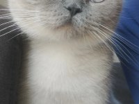 Scottish fold kedimiz Mia yeni yuvasını arıyor