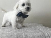Maltese terrier bebekler