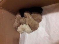 Toy poodle yavrularımız yuva arıyor