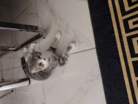 Yavru ve eğitimli scottish fold