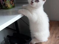2 aylık anne scottish fold baba british orijinal ırk