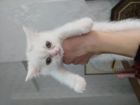Kar beyaz british shorthair yavrumuz