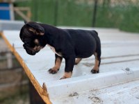 French Bulldog Yavrular Sakarya