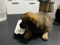 Minyatür pinscher
