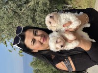 Safkan Ufacık Maltese Terrier Yavrularımız