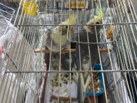 Ev Üretimi Ele Alıştırmalık Sultan Papağanlar