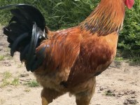 Gsg Wyandotte saso horoz