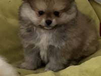 2.5 aylık erkek pomeranian bebekler
