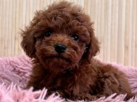 Teacup kore poodle yavrular