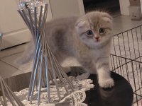 Scottish fold dişi