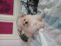1.5 aylık pomeranian ayı surat sarı tüylü
