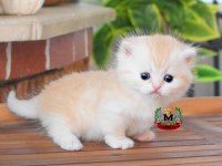 MUNCHKİN CÜCE KEDİMİZ ERKEK