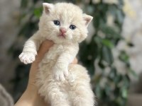 British shorthair yavru