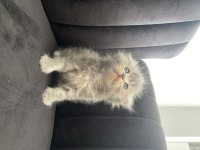 Scottish fold longhair