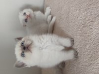 British shorthair yavrular