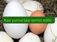 Çerkezköyde kaz yumurtası
