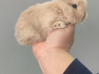 Cüce Tavşan (netharlend dwarf)