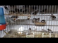 Bengal ve zebra ispinozu kuşlar sağlıklı