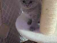 British shorthair ve scottish fold yavrular