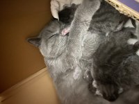 Yeni doğmuş british shorthair
