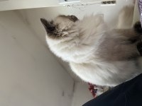 9 aylık erkek kedimiz