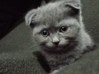 2 aylık scottish fold