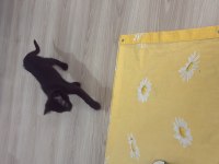 Acil melez kedimizi sahiplendirme