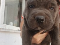 BLUE VE SİYAH CANE CORSOLARIM