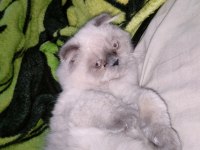 Exotic longhair acil