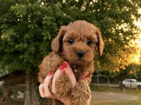 RED KORE MİCRO TEACUP MALTİPOO