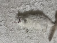 British longhair yavrularımız yeni sahiplerini arıyor