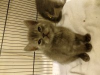 British longhair yavru
