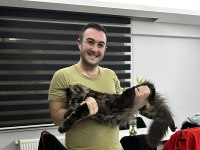 Şecereli erkek maine coon