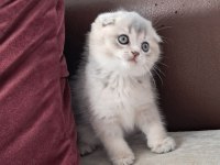 Scottish Fold Golden Dişi